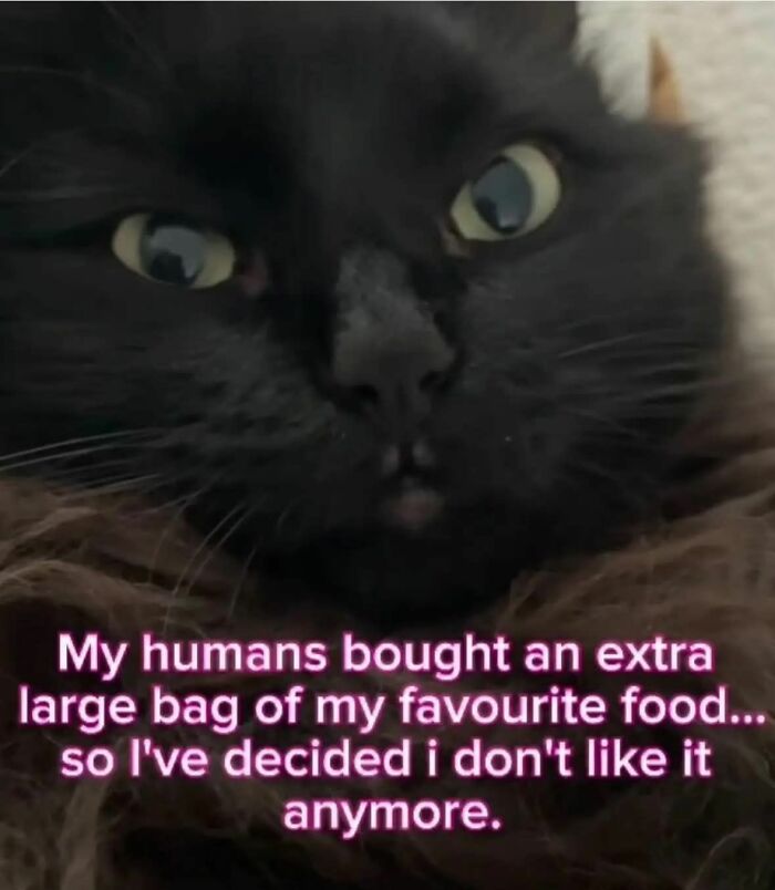 Close-up of a black cat with a funny expression, part of adorable animal memes that fight sadness and boredom.