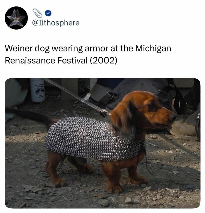 Weiner dog dressed in armor at a festival, a funny and adorable animal meme brightening the day.