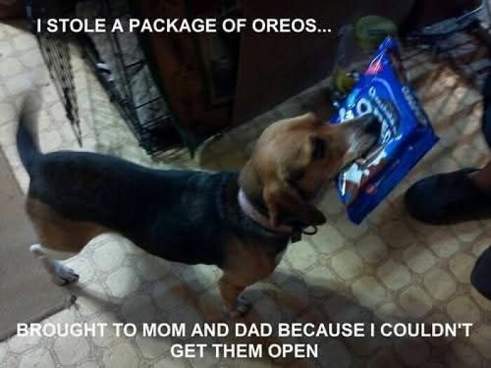 Beagle dog holding a package of Oreos in its mouth, a funny and adorable animal meme combating sadness and boredom.