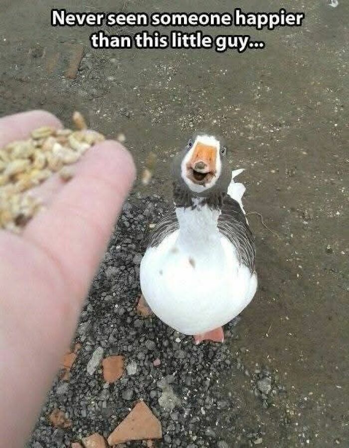 Smiling goose looking happily at hand holding grains on rocky ground in funny and adorable animal memes.