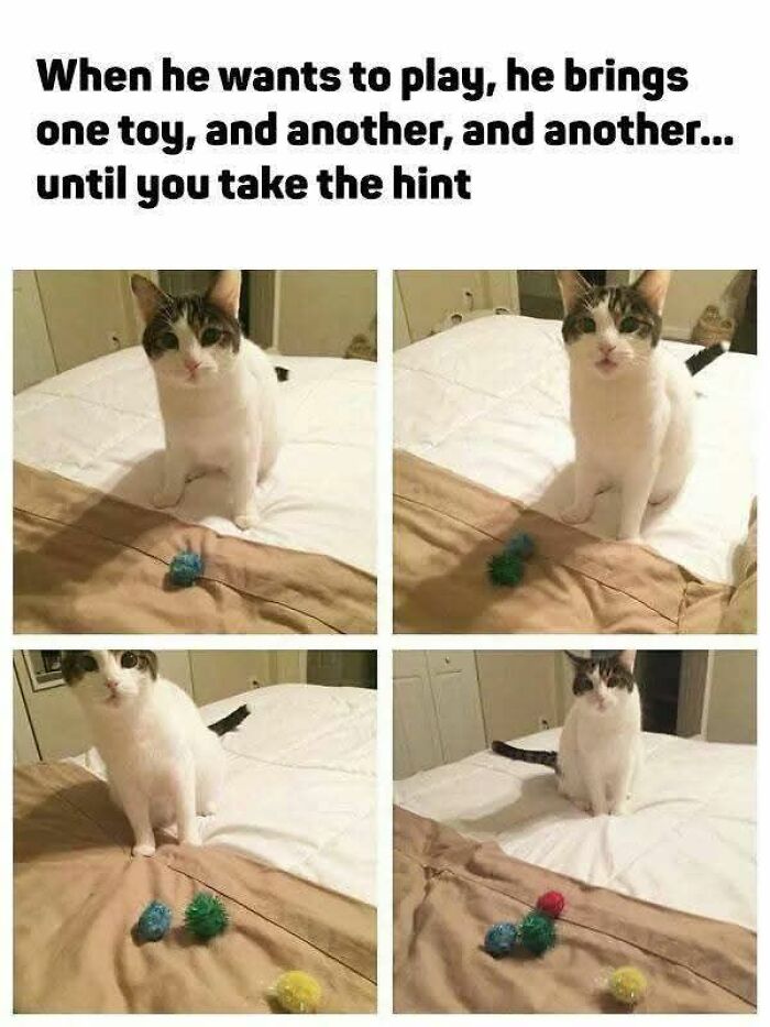 Cat sitting on bed with multiple toys brought one by one showing funny and adorable animal memes to fight boredom