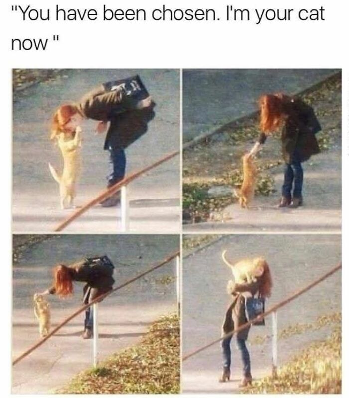 Woman interacting with an adorable cat in a park, showcasing funny and adorable animal memes that fight sadness and boredom.