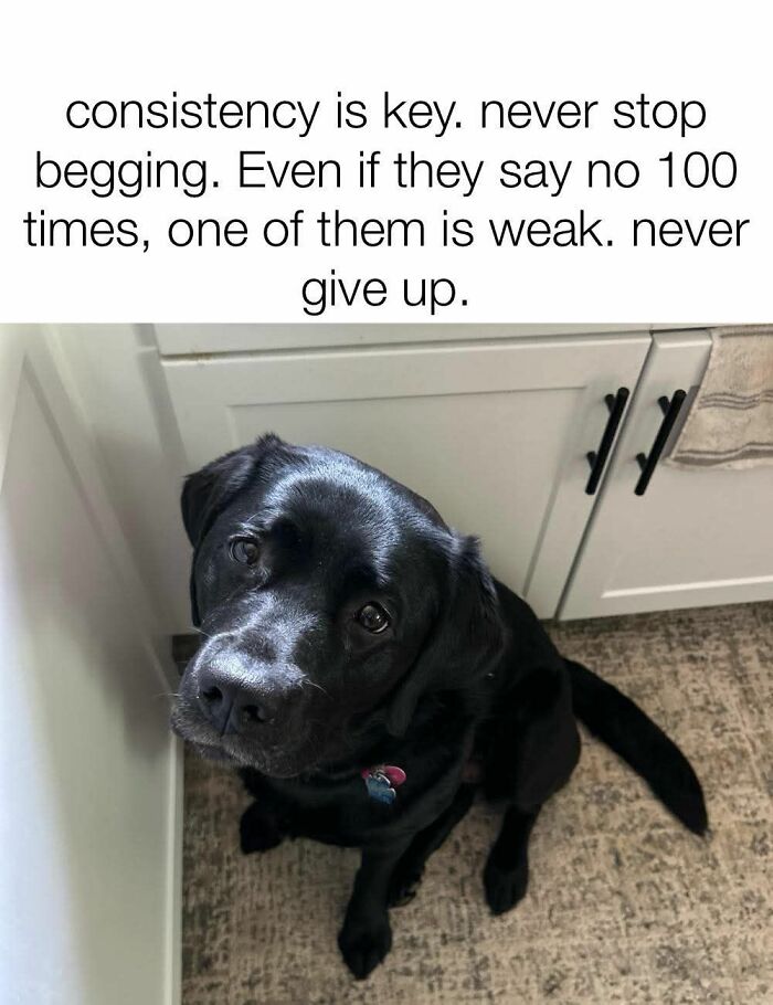 Black dog looking up with text about consistency and never giving up, perfect for funny and adorable animal memes.