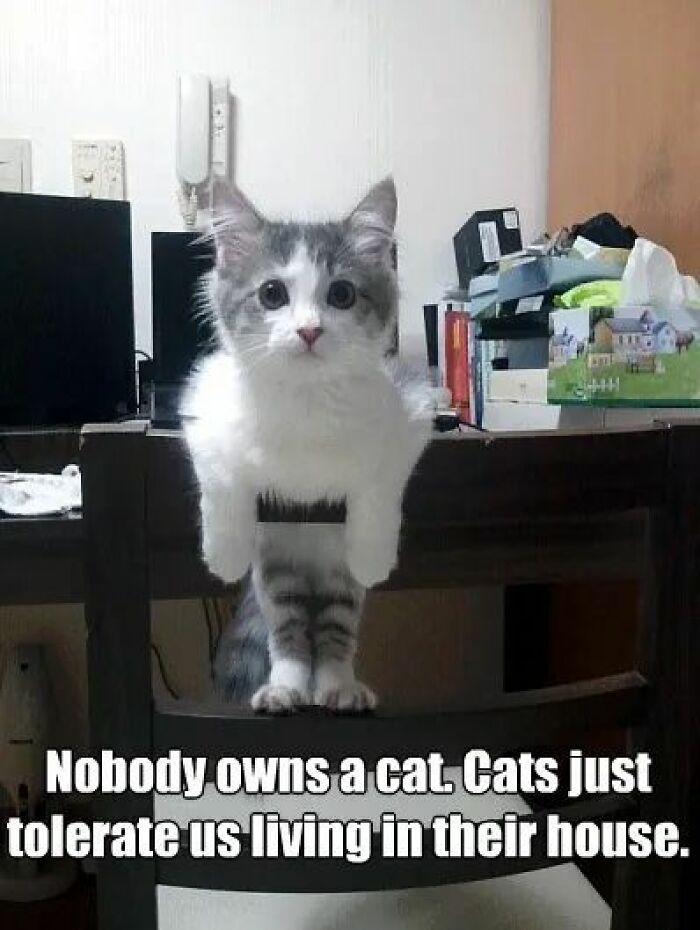 Cute gray and white cat meme about cats tolerating humans, featured in funny and adorable animal memes collection.