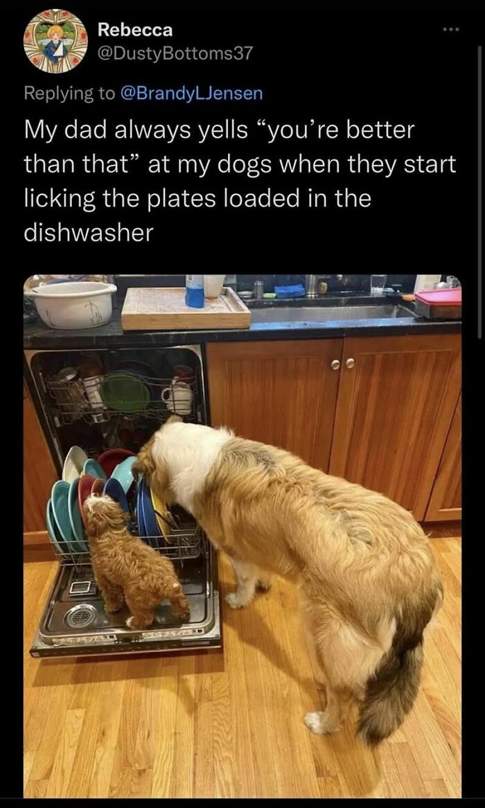 Two dogs looking into an open dishwasher with plates, showcasing funny and adorable animal memes humor.