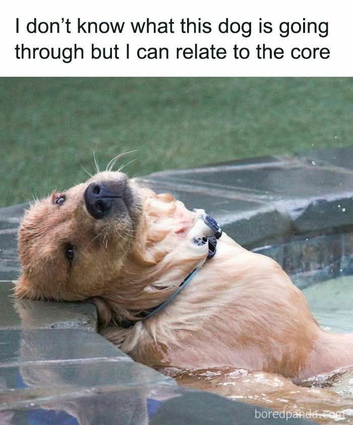 Funny and adorable animal meme of a dog relaxing in water with a relatable expression fighting sadness and boredom.