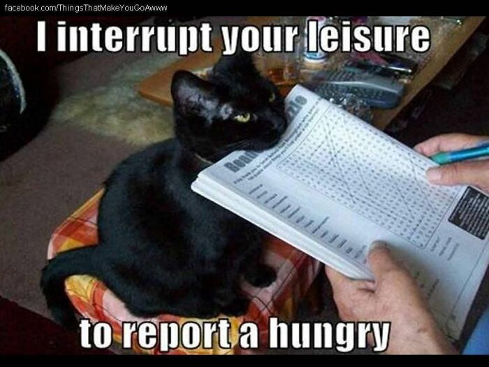 Black cat sitting on a chair interrupting a person doing a puzzle, cute and funny animal meme fighting sadness and boredom.