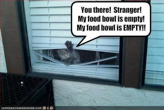 Cat pawing through broken window blinds with a speech bubble, part of funny and adorable animal memes collection.