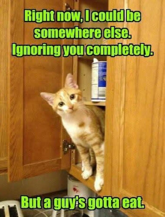 Orange and white cat peeks out from kitchen cabinet with humorous text about ignoring someone to eat, funny animal memes.