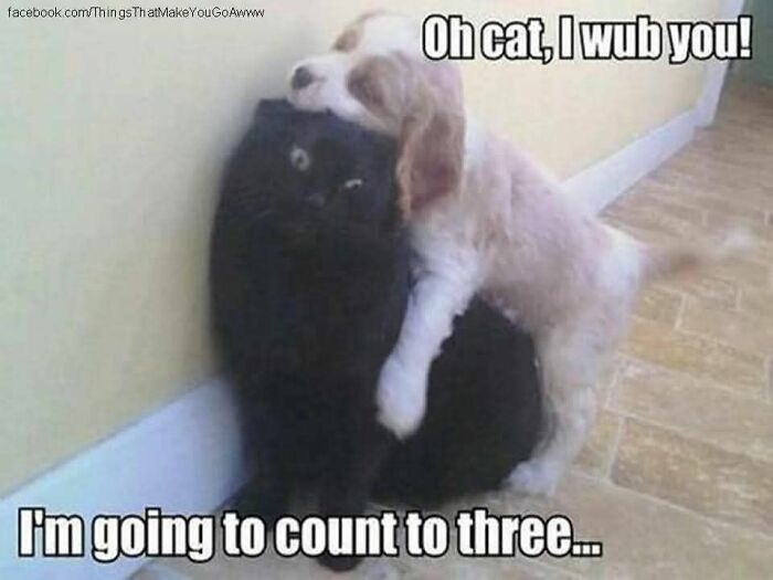 Puppy hugging a black cat, featured in funny and adorable animal memes that fight sadness and boredom effectively.