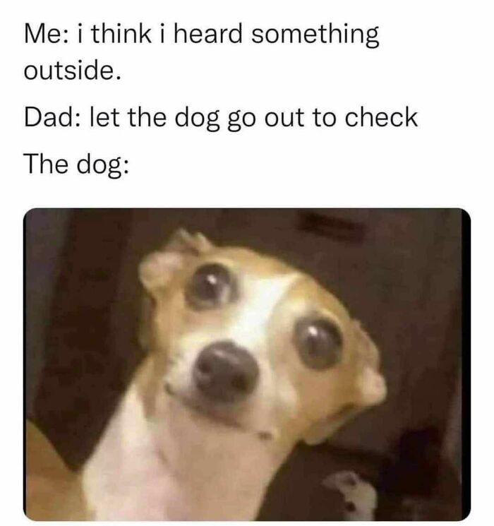 Funny dog meme with wide eyes reacting to a sound, part of adorable animal memes that fight sadness and boredom.