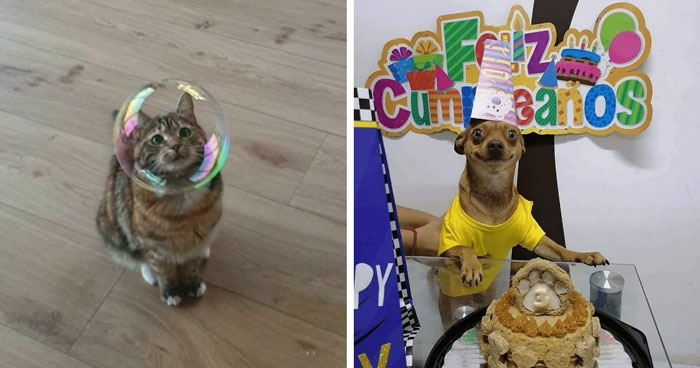 43 Animals So Happy, It Might Paint A Smile On Your Face