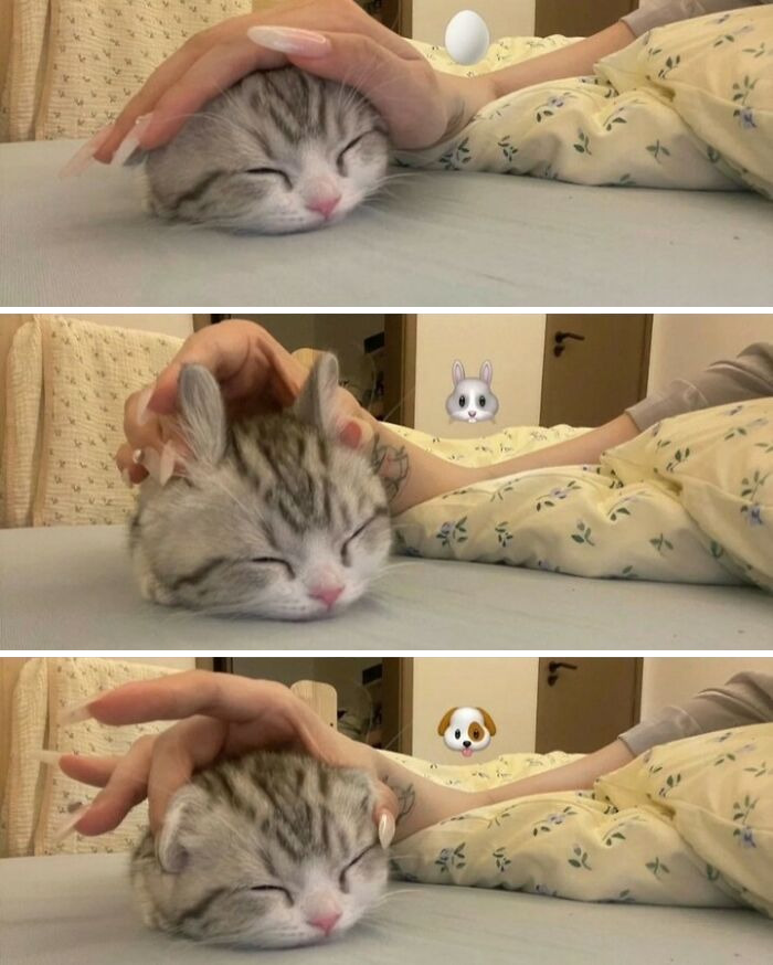 Close-up photos of a cat being petted and showing funny and weird facial expressions while resting on a bed.