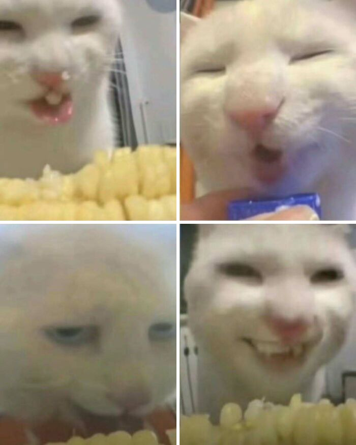 Four close-up photos of a cat making hilarious and weird facial expressions while eating corn on the cob.