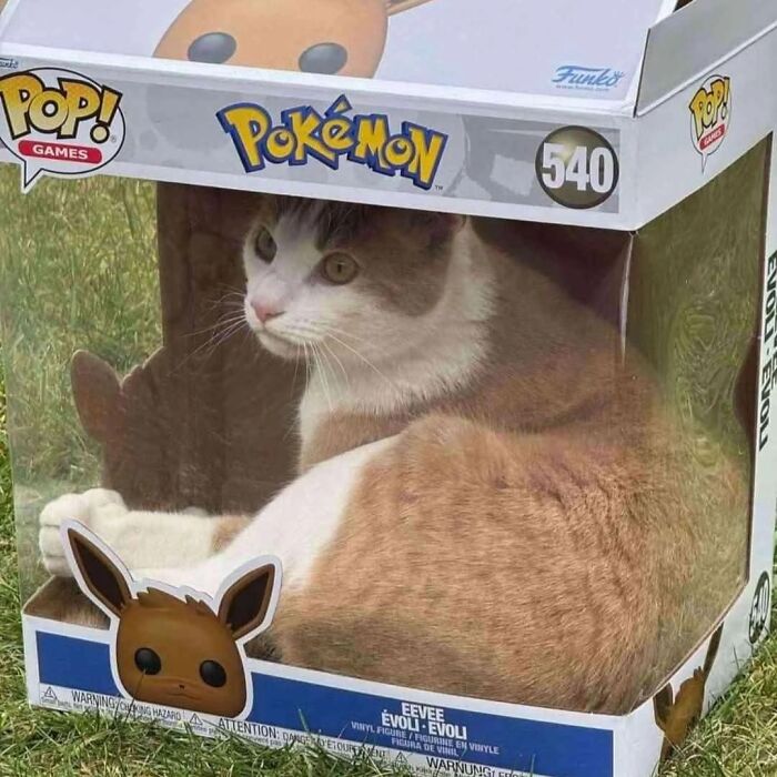 Cat inside a Pokémon Eevee Funko Pop box, showcasing one of the hilarious and weird moments cats often create.