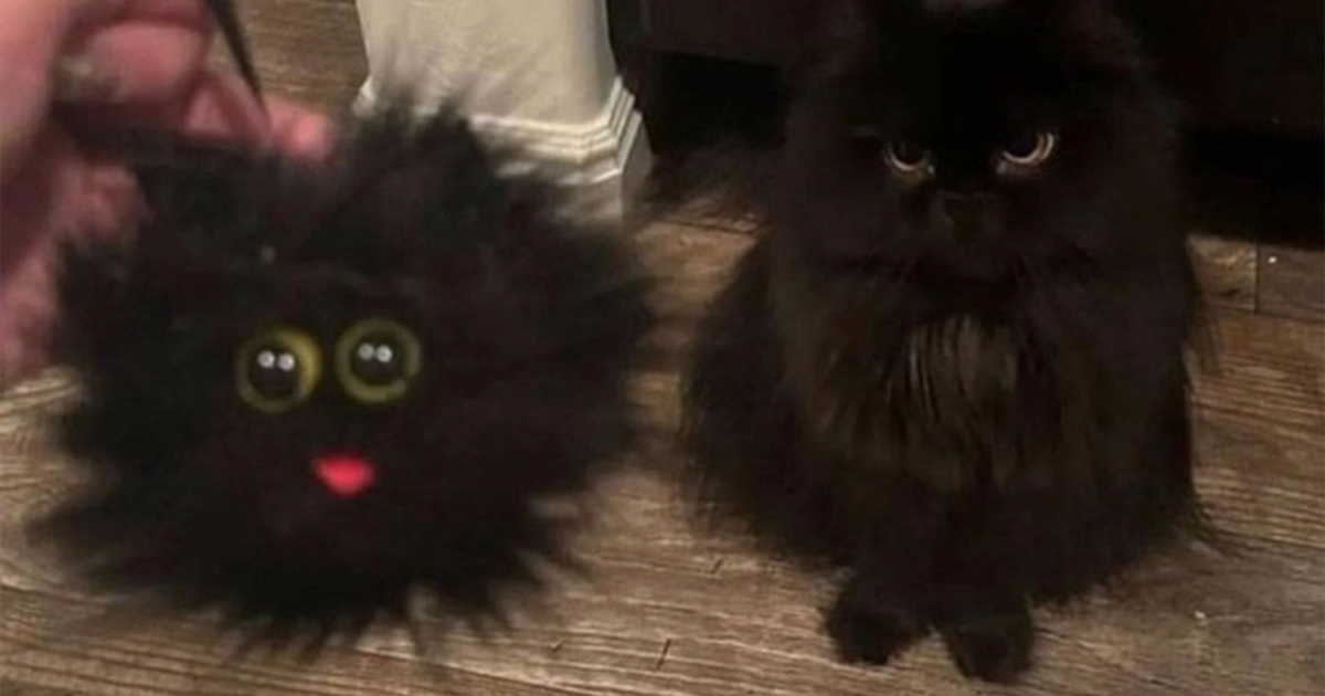 30 Gatos tan adorables como divertidos