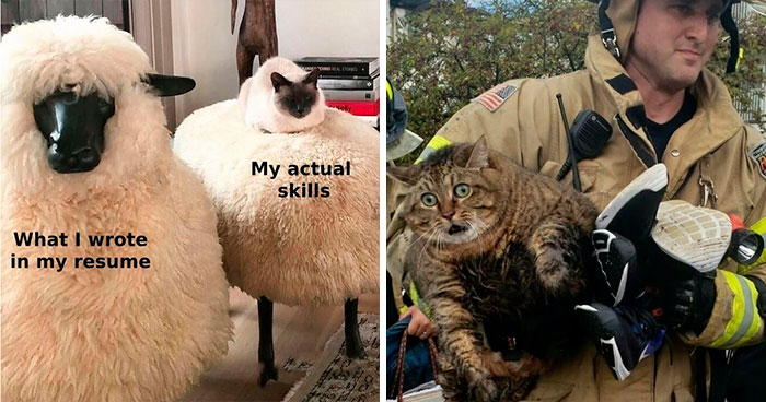 50 Purr-Fect Kitties Who Totally Deserve Their Own Catwalk And Comedy Show