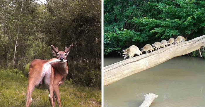 50 Times Trail Cameras Captured What Animals Get Up To When Nobody Is Looking