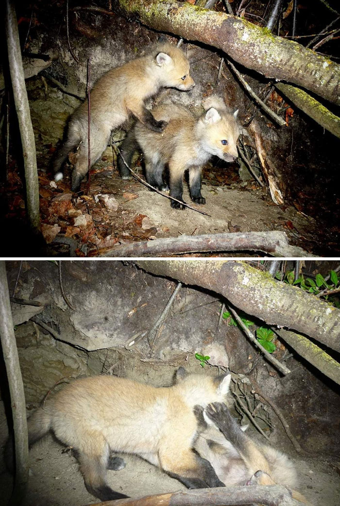 Two young wild foxes play inside a forest den captured being funny unaware of the camera presence.
