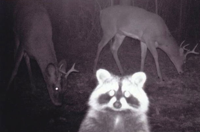 Raccoon and deer captured being funny in a night wildlife camera shot without knowing they were being recorded.