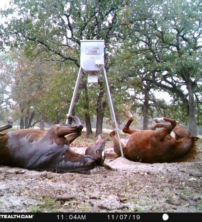 Two horses lying on their backs in a forest clearing, captured as wild animals being funny unaware of the camera.