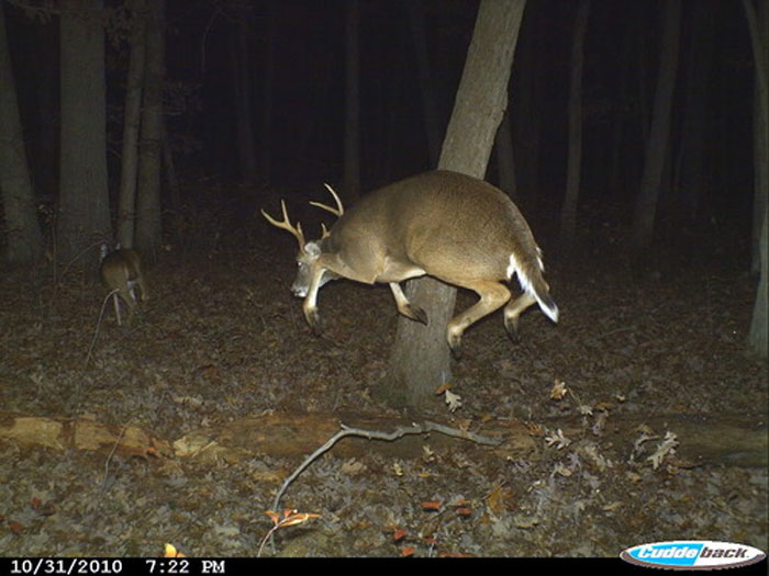 Wild deer captured being funny at night in the forest, unaware they are being recorded by a trail camera.