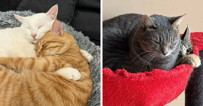 48 ‘Cats On Cats’ Images That Are Literally Cuteness Overload