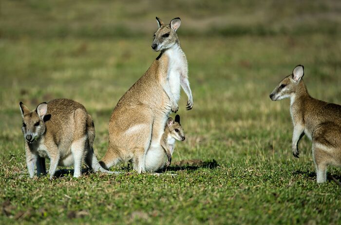 Group of kangaroos on grassland with a joey in its mother's pouch celebrating World Kangaroo Day.