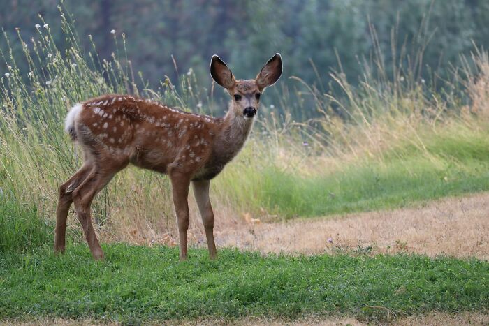 Young deer standing in a grassy field, highlighting concerns about zombie deer disease in southern state emergency response efforts. Young deer standing in a grassy field, highlighting concerns about zombie deer disease in southern state emergency response efforts.