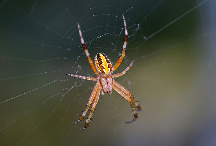 Close-up of a spider on its web illustrating unusual cases in Google diagnosing people accurately or incorrectly.