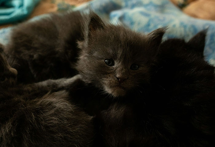 Cachorros oscuros descansando juntos, representando el caos en salas de parto tras descubrirse infidelidades.