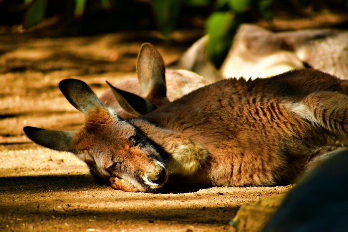 Two kangaroos resting on the ground in sunlight, highlighting key facts for World Kangaroo Day celebration.
