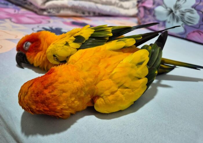 Two colorful parrots enjoying a nap, showcasing animals peacefully resting and capturing a candid moment.