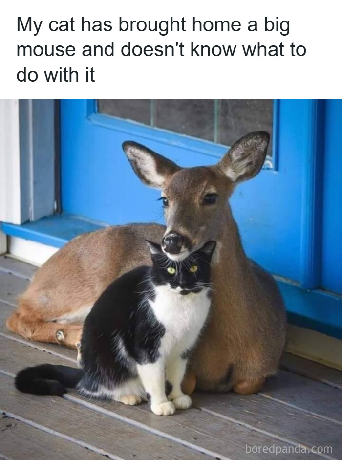 Cat and deer sitting together on porch, showcasing a wholesome and amusing animal moment from animal memes.