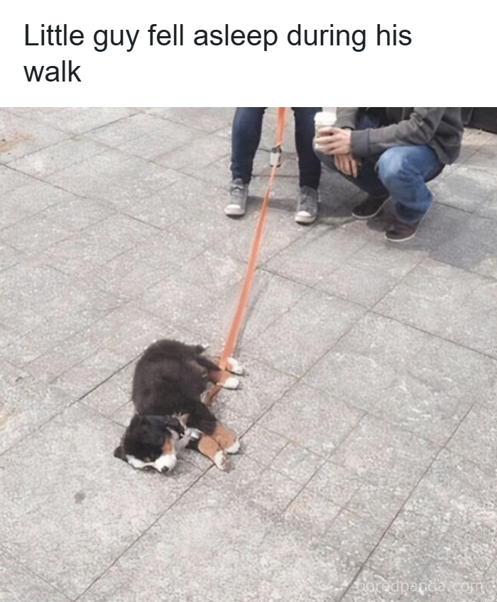 Small dog sleeping on pavement during walk, with leash held by people nearby in wholesome animal memes.