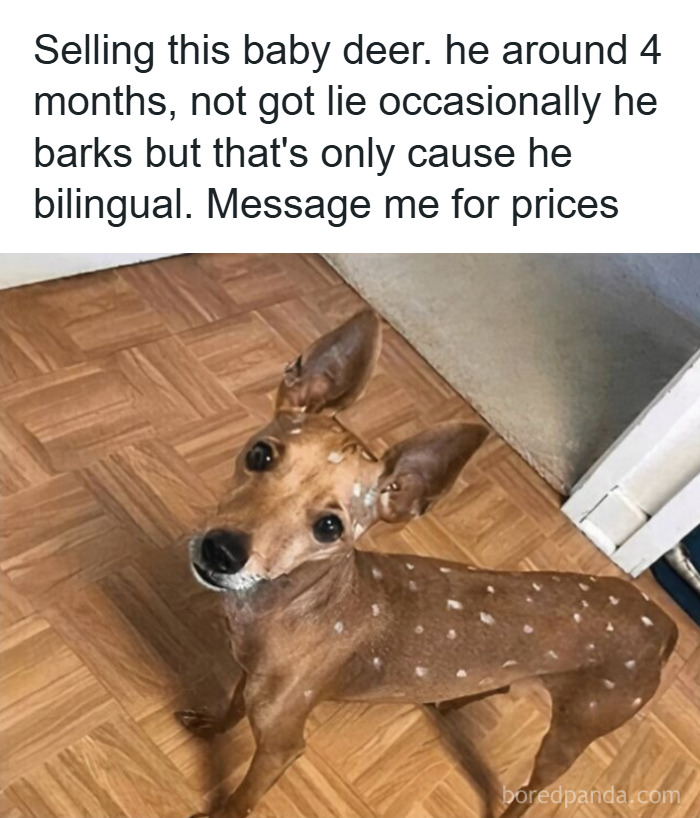 Small dog with white spots on fur resembling a baby deer, featured in wholesome animal memes to make you forget worries.