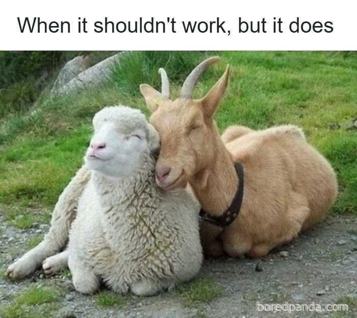 Goat and sheep cuddling peacefully on grass, a wholesome animal meme to brighten your day and lift worries.