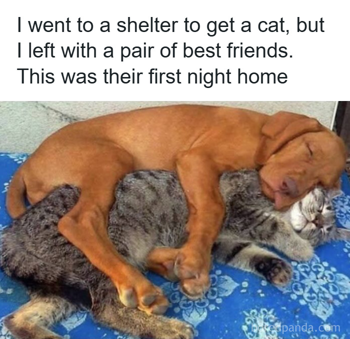 A dog and cat cuddling together on a blue blanket, showcasing funny and adorable animal memes of friendship.