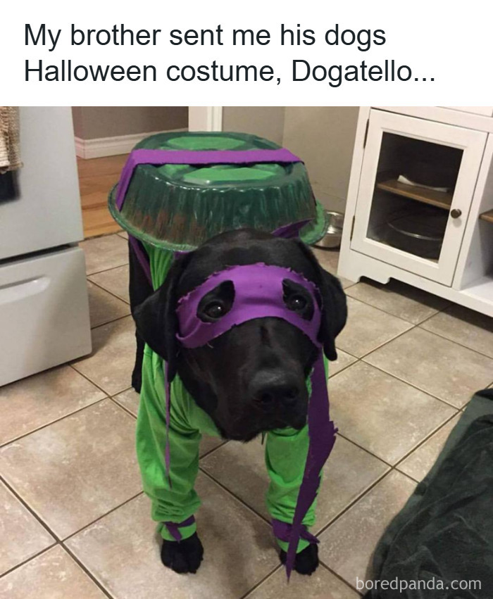 Black dog dressed in a Halloween costume as a Teenage Mutant Ninja Turtle in a kitchen, wholesome animal meme.