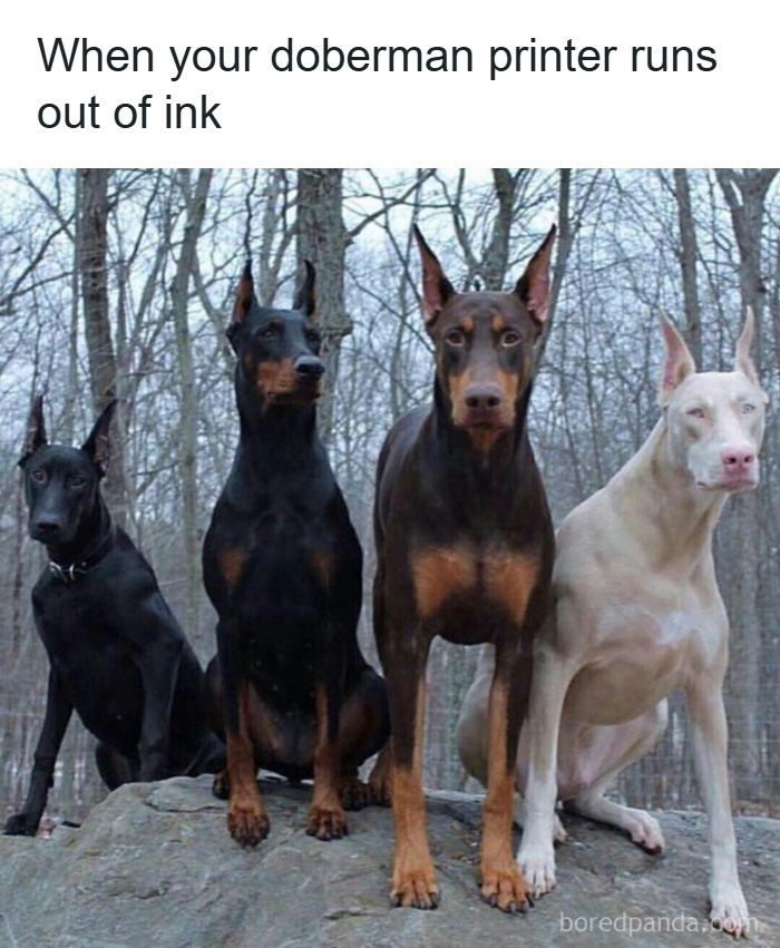 Four Doberman dogs sitting on a rock in a forest, showing different coat colors in a funny animal meme.