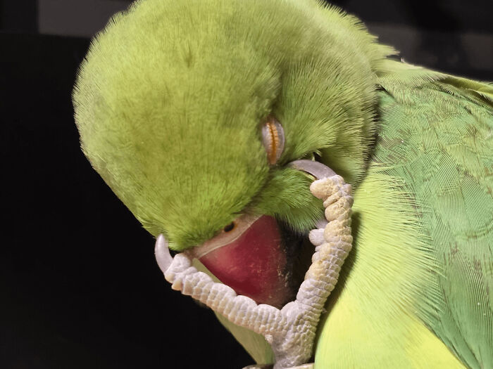 Close-up of a green parrot enjoying a nap with eyes closed and one foot touching its beak peacefully.
