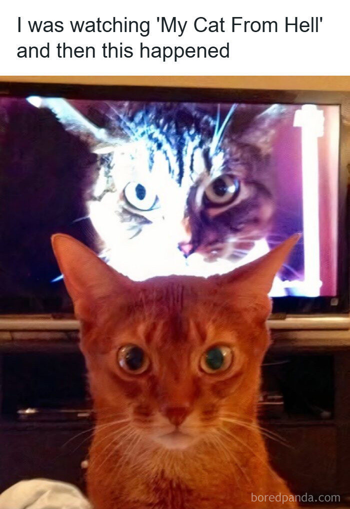 Cat in front of a TV screen showing a close-up of another cat, a funny and adorable animal meme moment.