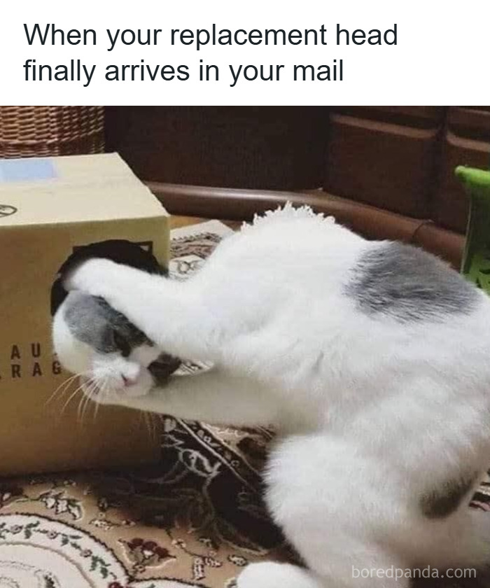 Cat humor in funny and adorable animal memes showing a playful cat with its head stuck in a box, fighting boredom.
