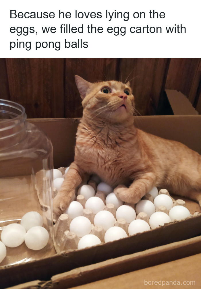 Orange cat lying on ping pong balls in a carton, one of the funny and adorable animal memes fighting boredom and sadness.
