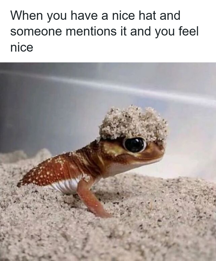A small lizard with sand on its head, featured in wholesome animal memes to brighten your day.