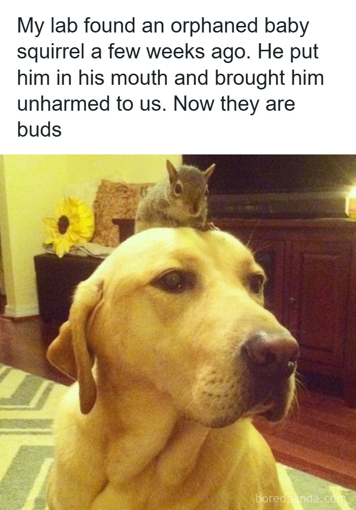 Dog with an orphaned baby squirrel on its head, showcasing funny and adorable animal memes that fight sadness and boredom.