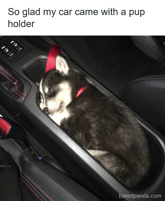 Sleeping husky puppy curled up in a car center console, showcasing a cute wholesome animal meme moment.