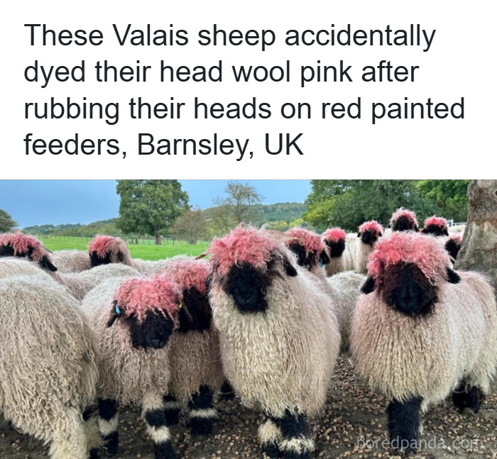 Valais sheep with pink-dyed wool on their heads after rubbing on red painted feeders, creating accidental comedy.