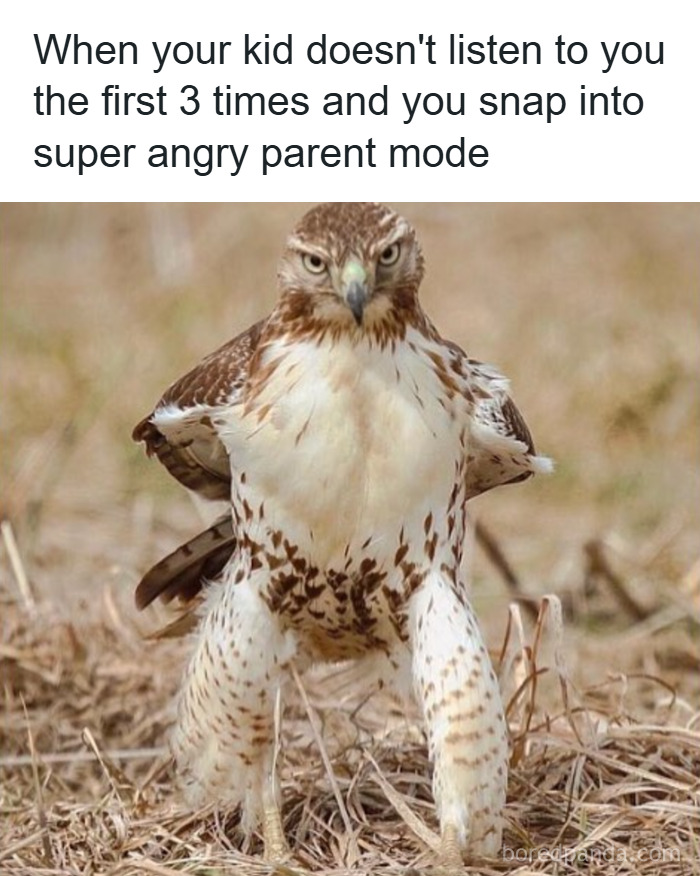 Angry hawk standing on dry grass illustrating relatable parenting memes about losing patience with kids.