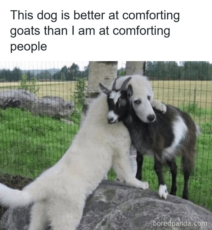 Dog comforting a goat outdoors, showcasing wholesome animal interaction in a peaceful natural setting.